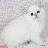 ブリティッシュショートヘア