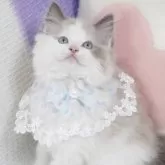 ラグドール
