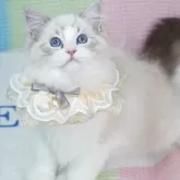 ラグドール