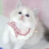 ラグドール