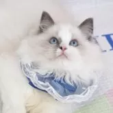 ラグドール【茨城県・男の子・2025年7月18日・ブルーポイントバイカラー】の写真1