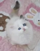 ラグドール【茨城県・女の子・2025年12月28日・シールトーティポイントバイカラー】の写真2