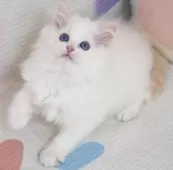 ラグドール【茨城県・男の子・2025年8月27日・レッドポイントバイカラー】の写真2
