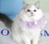 ラグドール【茨城県・女の子・2025年3月25日・薄いシールリンクスポイントバイカラー】の写真2