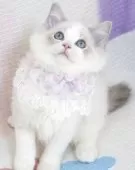 ラグドール【茨城県・女の子・2025年5月11日・ブルーリンクスポイントバイカラー】の写真2