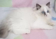 ラグドール【茨城県・男の子・2025年7月18日・ブルーポイントバイカラー】の写真2