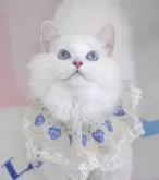 ラグドール【茨城県・男の子・2025年2月11日・クリームリンクスポイントバイカラー】の写真2