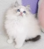 ラグドール【茨城県・男の子・2025年9月14日・薄いシールリンクスポイントバイカラー】の写真3