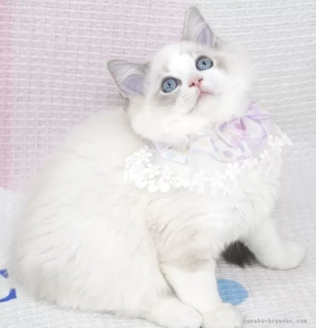 まゆ様♥️ねこちゃん＆ブラックトルマリン・ハーキマー苺ちゃん・ブルトパ天然石 糸魚川翡翠と稀少石のお店「猫車（nekoguruma）」ブラジル産