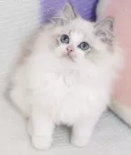 ラグドール【茨城県・男の子・2025年9月14日・薄いシールリンクスポイントバイカラー】の写真4