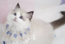 ラグドール【茨城県・男の子・2025年3月25日・シールポイントバイカラー】の写真4