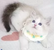 ラグドール【茨城県・男の子・2025年6月20日・シールリンクスポイントバイカラー】の写真6