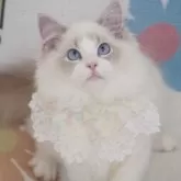 ラグドール【茨城県・男の子・2024年8月11日・ブルーリンクスポイントバイカラー】の写真4