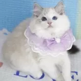 ラグドール【茨城県・女の子・2025年3月25日・薄いシールリンクスポイントバイカラー】の写真3