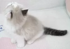 ラグドール【茨城県・男の子・2025年9月14日・シールリンクスポイントバイカラー】の写真5