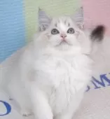 ラグドール【茨城県・女の子・2025年8月17日・シールリンクスポイントバイカラー】の写真5