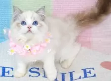 ラグドール【茨城県・女の子・2025年6月14日・薄いシールリンクスポイントバイカラー】の写真7