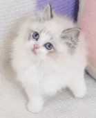 ラグドール【茨城県・男の子・2025年9月14日・薄いシールリンクスポイントバイカラー】の写真5