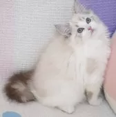 ラグドール【茨城県・女の子・2025年8月17日・シールリンクスポイントバイカラー】の写真6