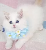 ラグドール【茨城県・男の子・2025年8月27日・レッドポイントバイカラー】の写真6