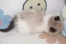 ラグドール【茨城県・男の子・2024年12月1日・シールポイントバイカラー】の写真11