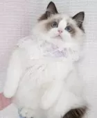 ラグドール【茨城県・女の子・2025年1月23日・シールポイントバイカラー】の写真4