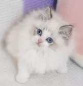 ラグドール【茨城県・男の子・2025年9月14日・薄いシールリンクスポイントバイカラー】の写真7