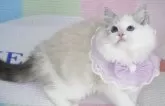 ラグドール【茨城県・女の子・2025年3月25日・薄いシールリンクスポイントバイカラー】の写真8