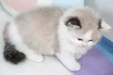 ラグドール【茨城県・男の子・2025年9月14日・シールリンクスポイントバイカラー】の写真8