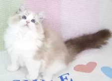 ラグドール【茨城県・男の子・2025年6月20日・シールリンクスポイントバイカラー】の写真2