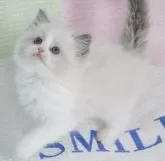 ラグドール【茨城県・女の子・2025年5月5日・ブルーポイントバイカラー】の写真10