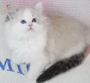 ラグドール【茨城県・男の子・2025年9月14日・シールリンクスポイントバイカラー】の写真9