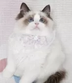 ラグドール【茨城県・女の子・2025年1月23日・シールポイントバイカラー】の写真9