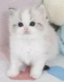 ラグドール【茨城県・女の子・2025年10月7日・シールリンクスポイントバイカラー】の写真9