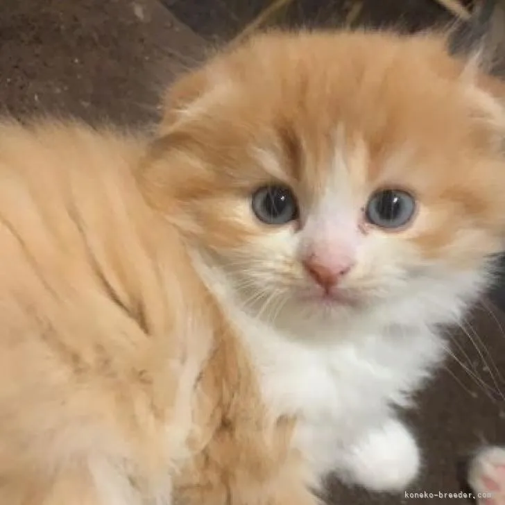ID:2208-02770の子猫