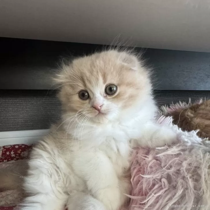 ID：2411-02508の子猫