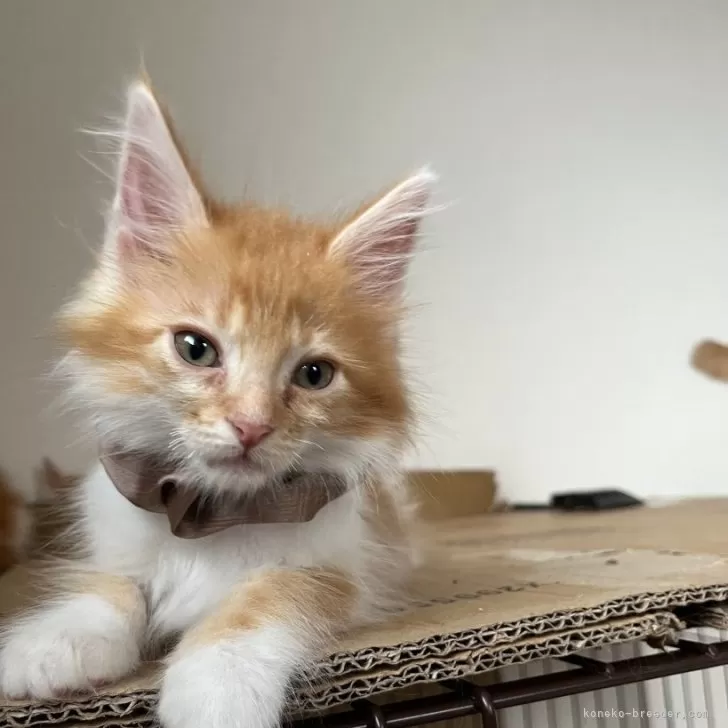 ID：2407-00202の子猫