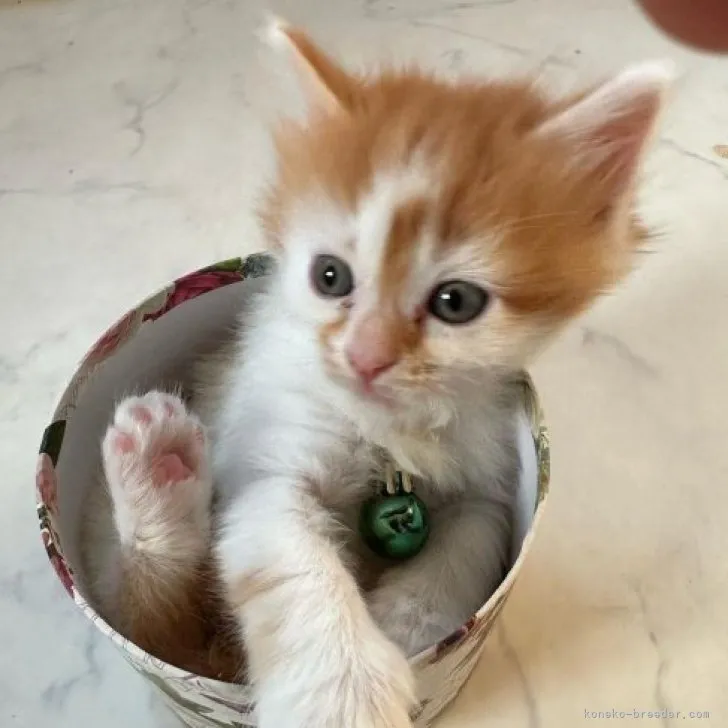 ID：2305-01318の子猫