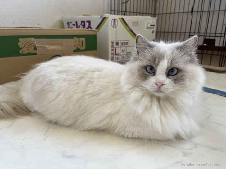 ラグドール【・女の子・2023年2月25日・BLUE POINT BI-COLOR】「人が大好きでスリスリしてきます食べる事も大好きで今は子猫の分も食べてしまいます」