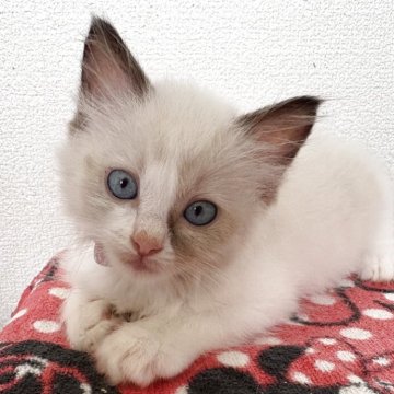 ラグドール【岐阜県・男の子・2025年5月28日・長毛（seal point Bi-c）】の写真「顔に黒い線が入って優しく可愛らしい子です。」