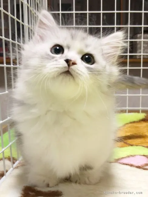 ID：2111-01099の子猫