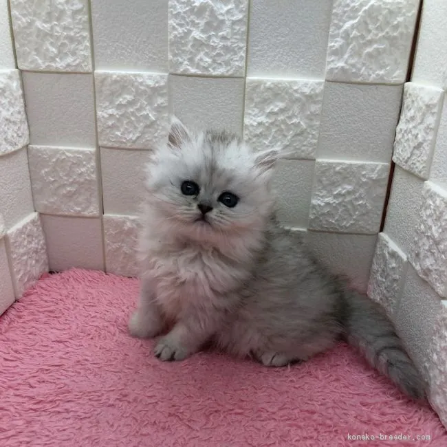 ID：2011-02081の子猫