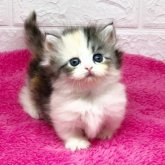 マンチカン(短足)