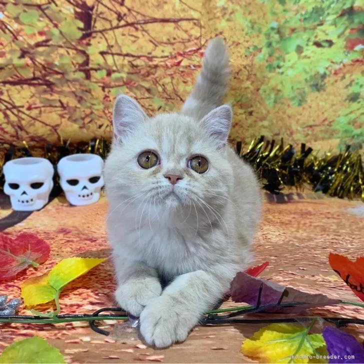 ID:2411-00095の子猫
