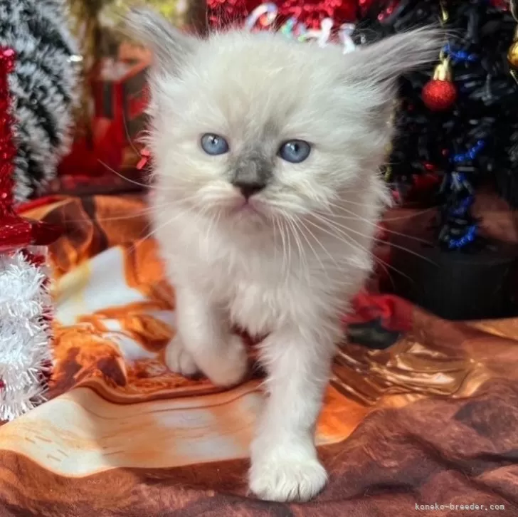 ID：2411-02494の子猫