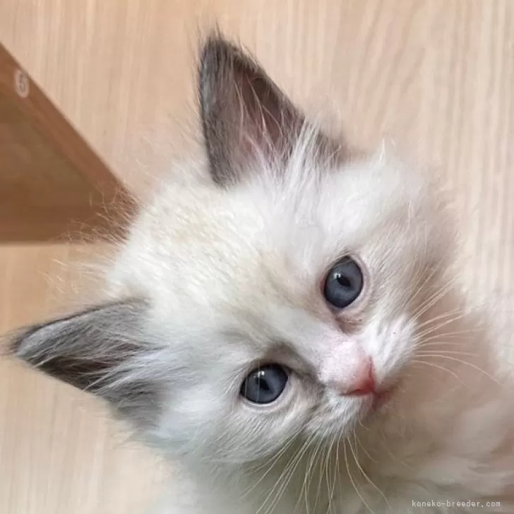 ID：2406-02855の子猫