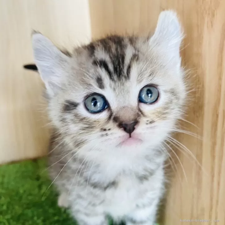 ID:2402-01991の子猫