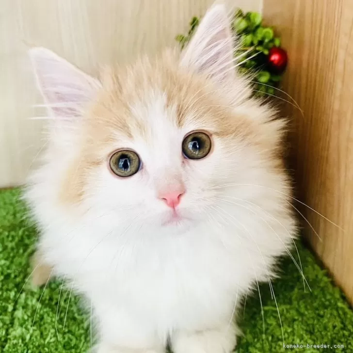 ID：2312-01451の子猫