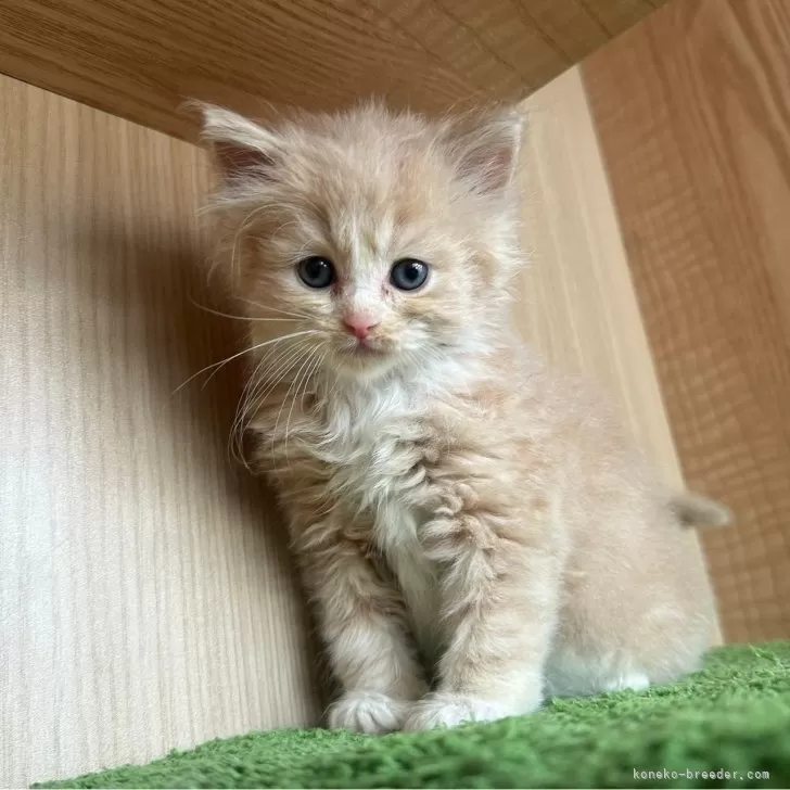 ID：2412-01235の子猫