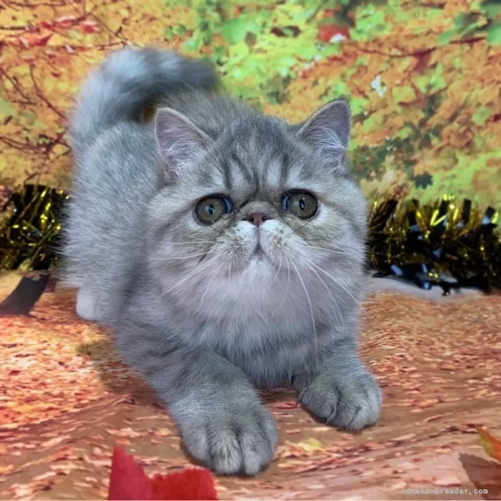 エキゾチックショートヘア【群馬県・女の子・2024年7月13日・ブルーパッチドタビー】の写真1